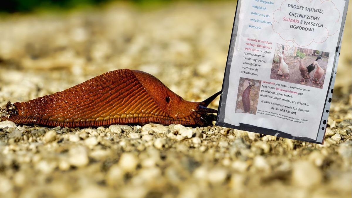 wypożyczają kaczki do walki ze ślimakami