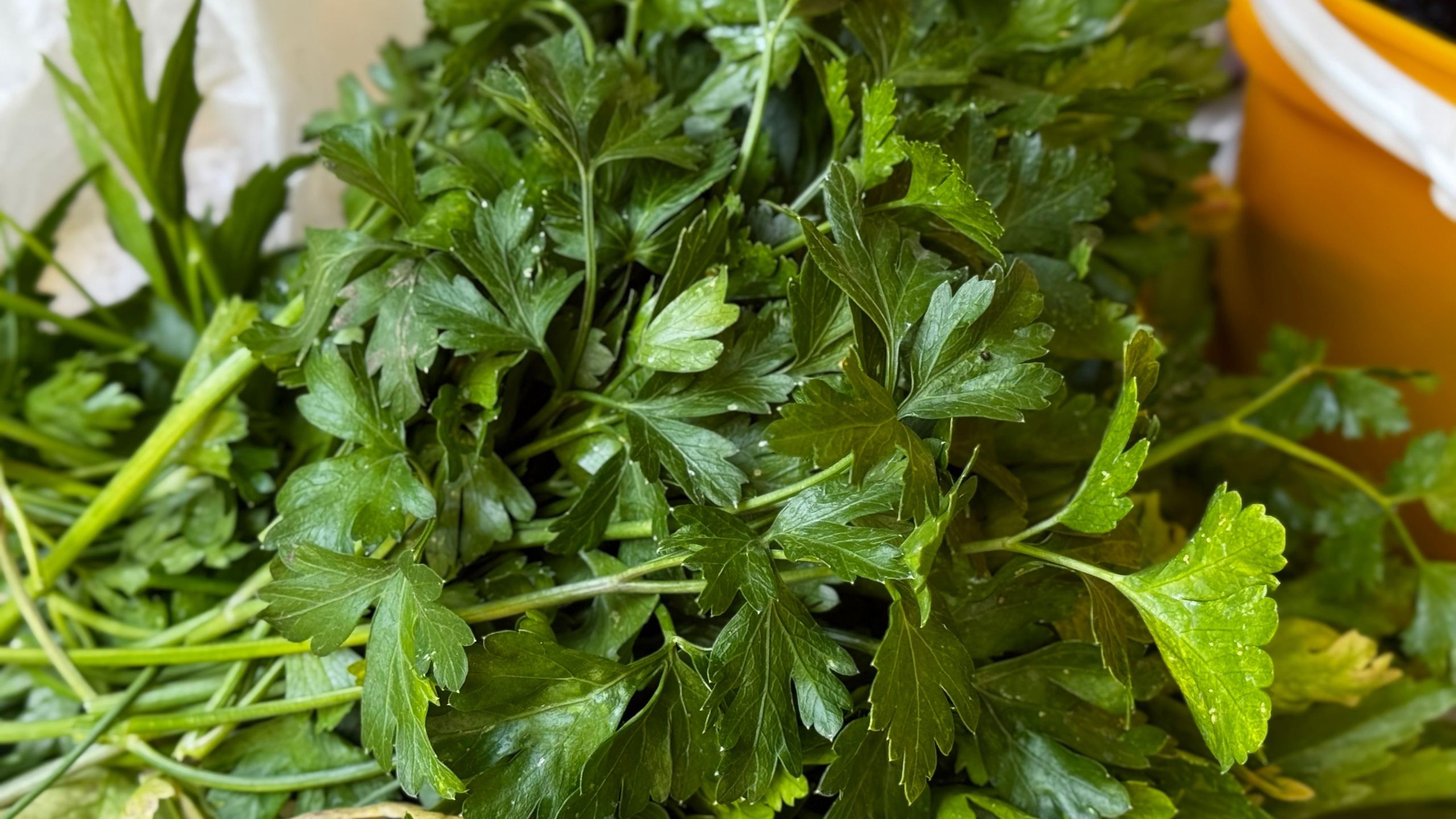 Natka pietruszki to nie tylko dodatek do rosołu