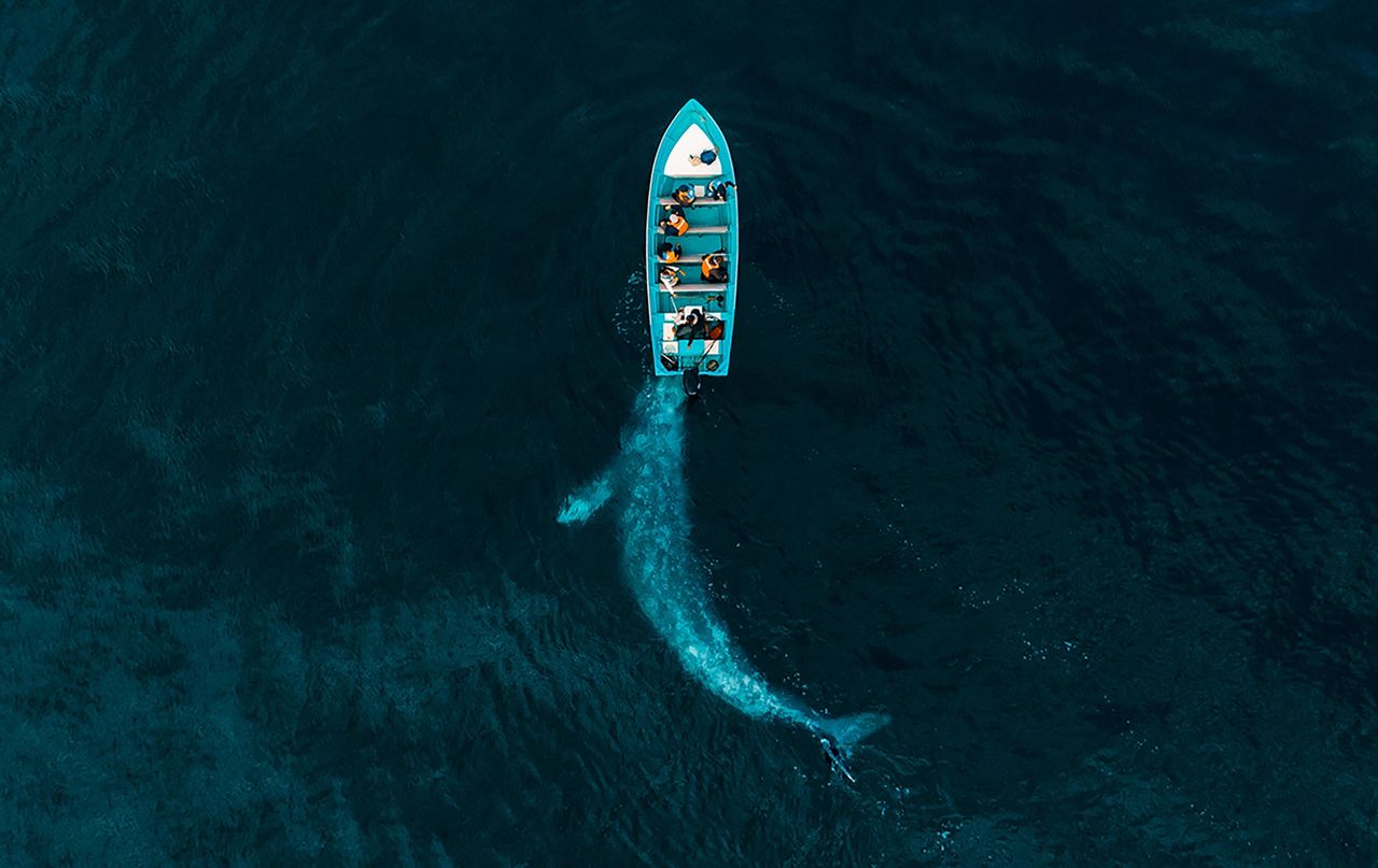 Wieloryb bawiący się z turystami. Pchał łódź przez wodę.