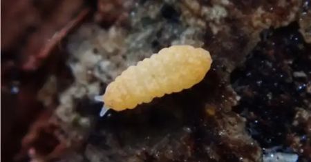 Odkryli nowe insekty. Oto kolorowe skoczogonki z Japonii