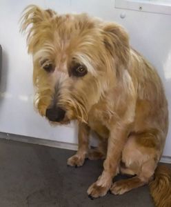 Białystok. Pies zamknięty w rozgrzanym samochodzie. Aż skamlał o pomoc