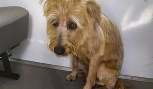 Białystok. Pies zamknięty w rozgrzanym samochodzie. Aż skamlał o pomoc