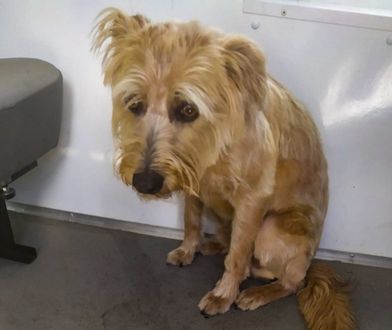 Białystok. Pies zamknięty w rozgrzanym samochodzie. Aż skamlał o pomoc