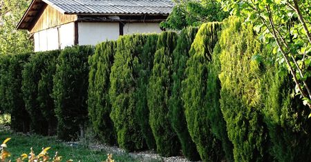 Wrzuć pod tuje w lipcu. Szybko się odwdzięczą