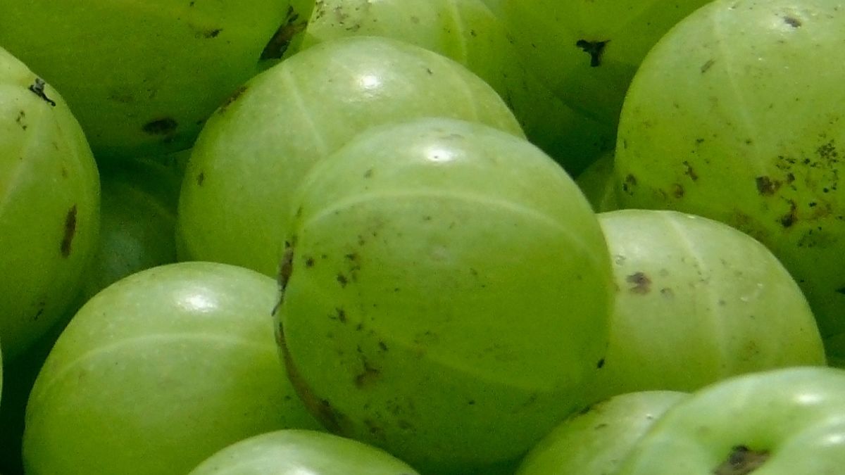 Agrest - zapomniany owoc z babcinego ogrodu