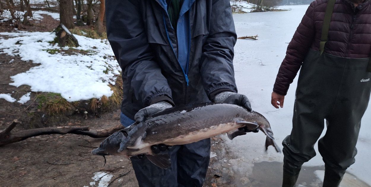 Włocławek: Tegoroczna akcja zarybiania lokalnych jezior