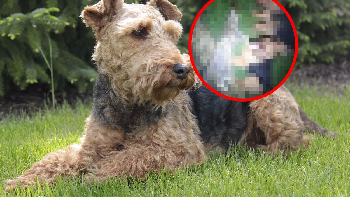 Psy myśliwego zagryzły kota. Mężczyzna kręcił film, zamiast pomóc zwierzęciu