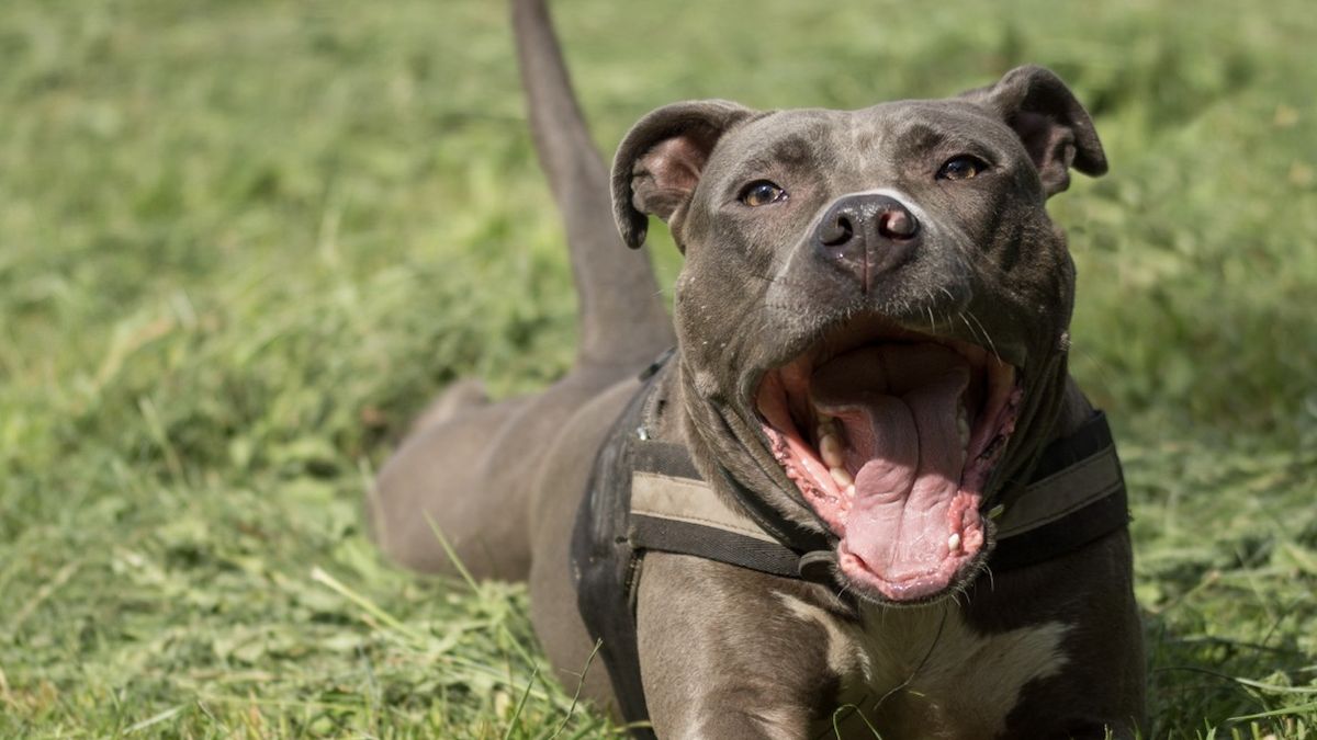 Amstaff zaatakował małego psa
