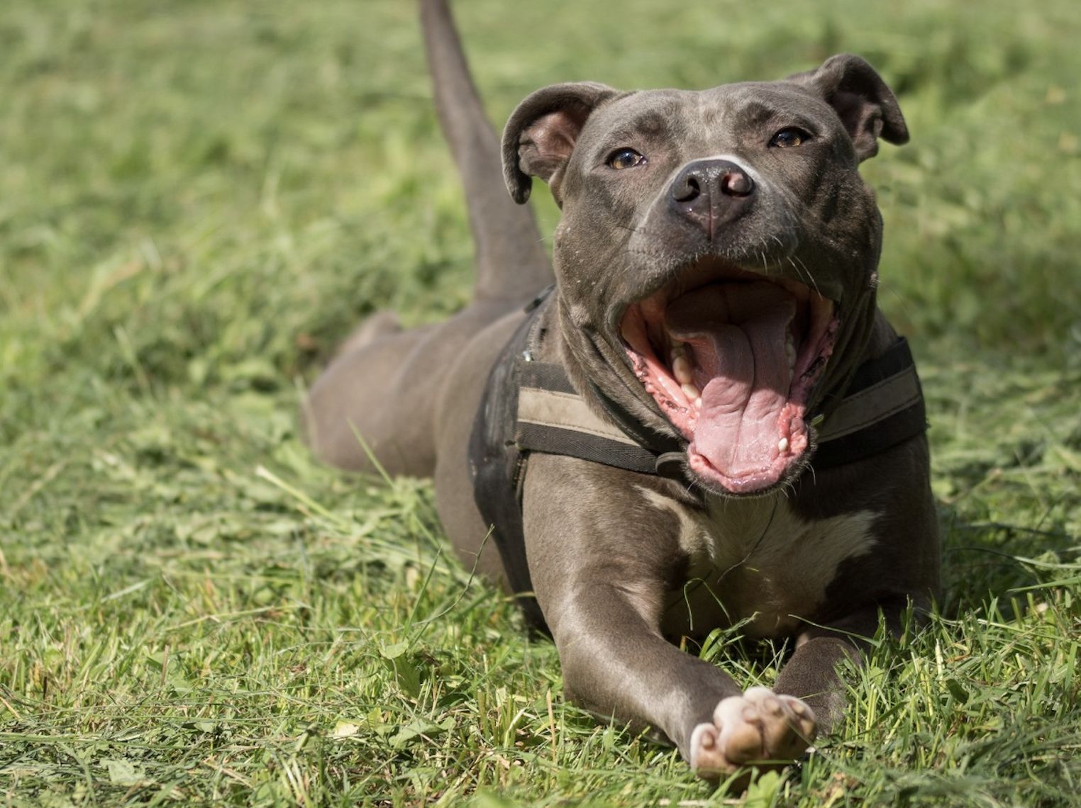 wiadomości,aktualności,WP Wiadomości Atak amstaffa w Wągrowcu. Sprawą zajmuje się policja