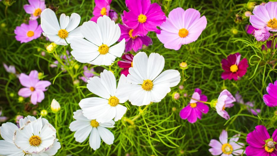 Najbardziej warszawskie roślinki będą stanowiły dekorację, uświetniającą obchody 70-lecia przyłączeni Włoch i Okęcia do Warszawy. Fundacja Włochy 2030 rozdaje nasiona mieszkańcom