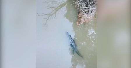 Krokodyl nilowy na wolności. Gad sieje postrach w Hiszpanii