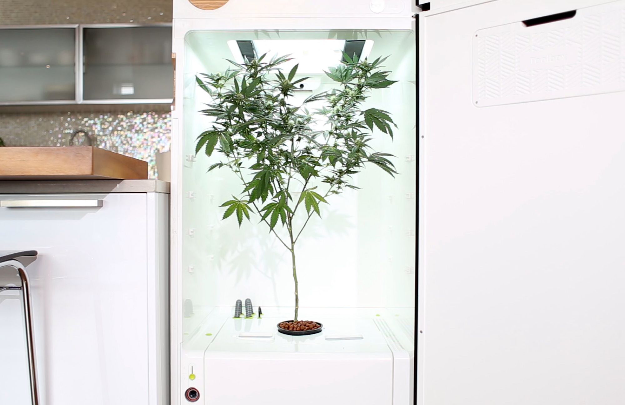 Leaf: domowa fabryka marihuany sterowana smartfonem, czyli plug-and-plant 5