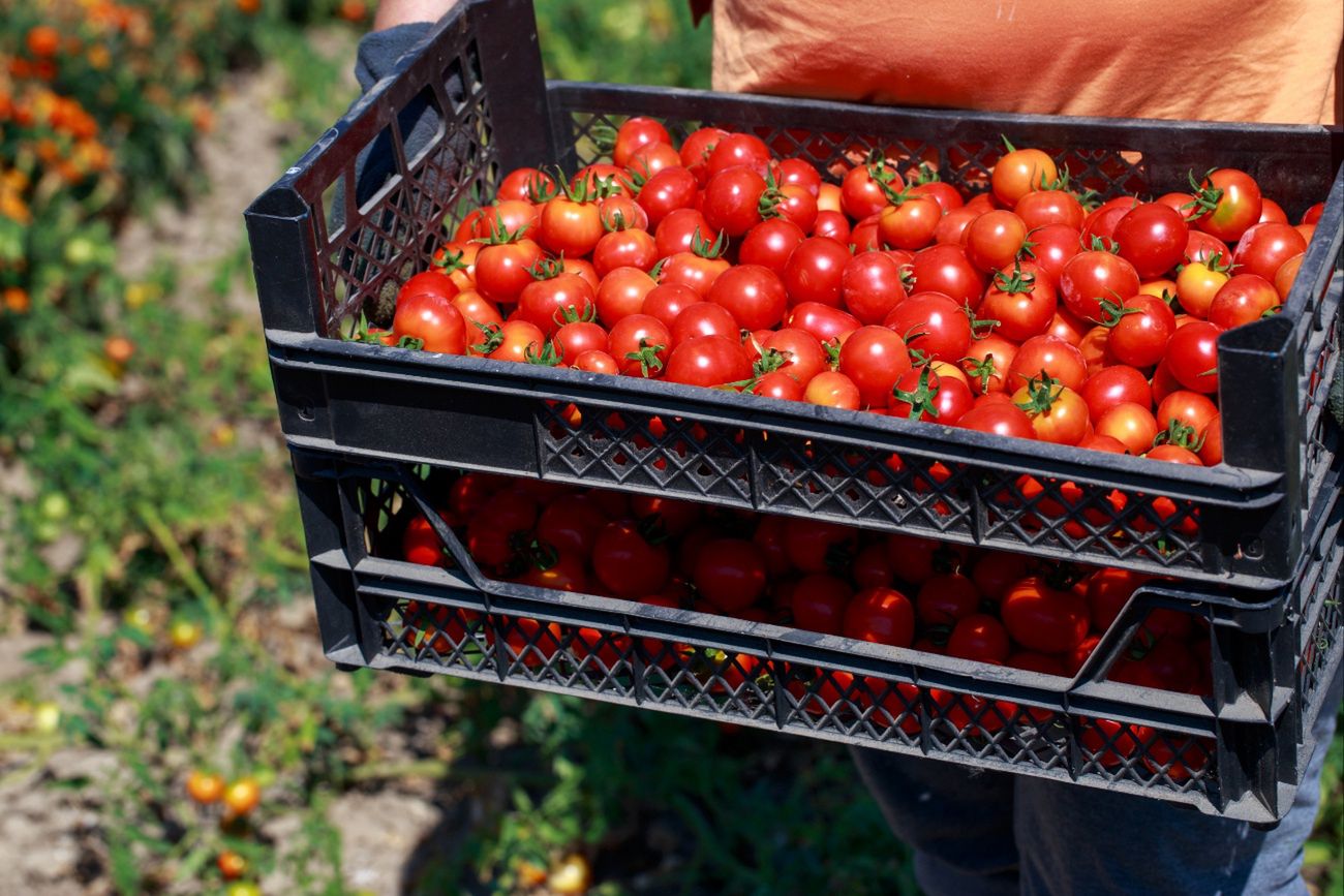 Zarobili ponad 1 mld zł na wysyłce pomidorów do Polski. Skąd pochodzą?