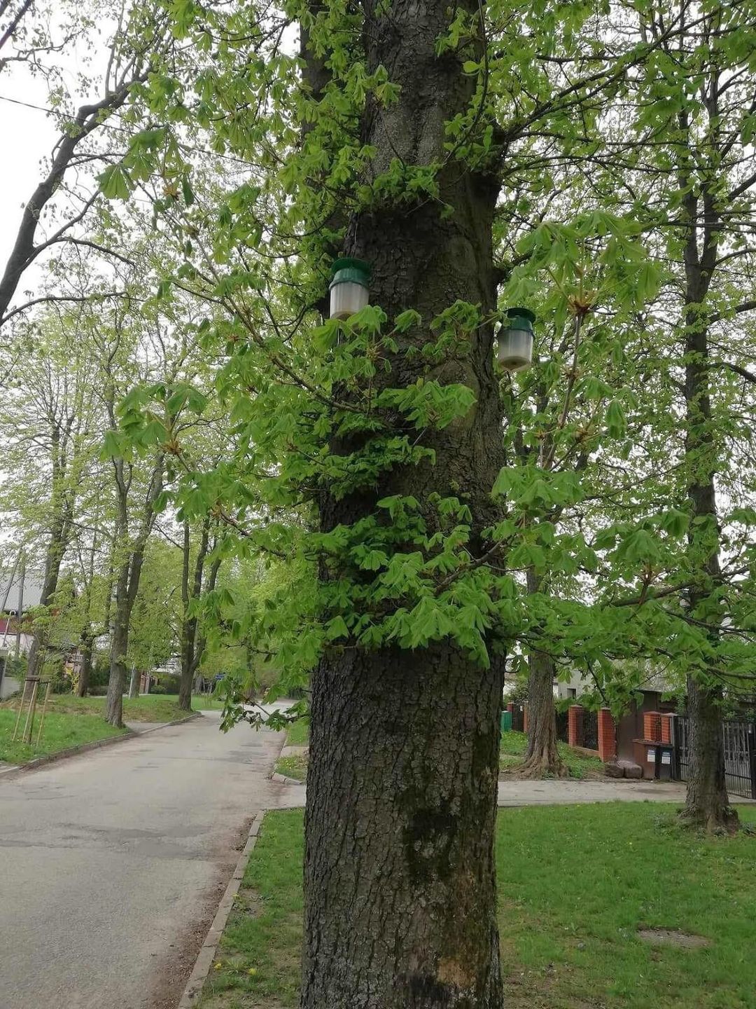 Pułapki na kasztanowcach przy ul. Solarza