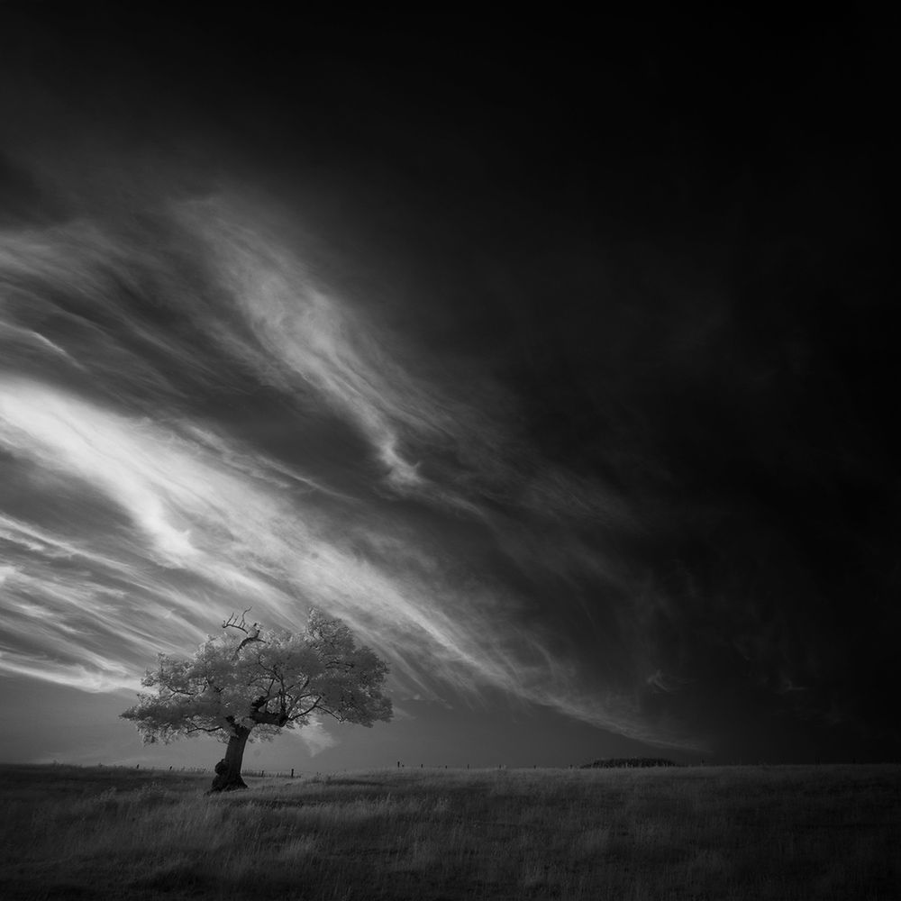 Na ile sposobów można fotografować to samo drzewo? 6