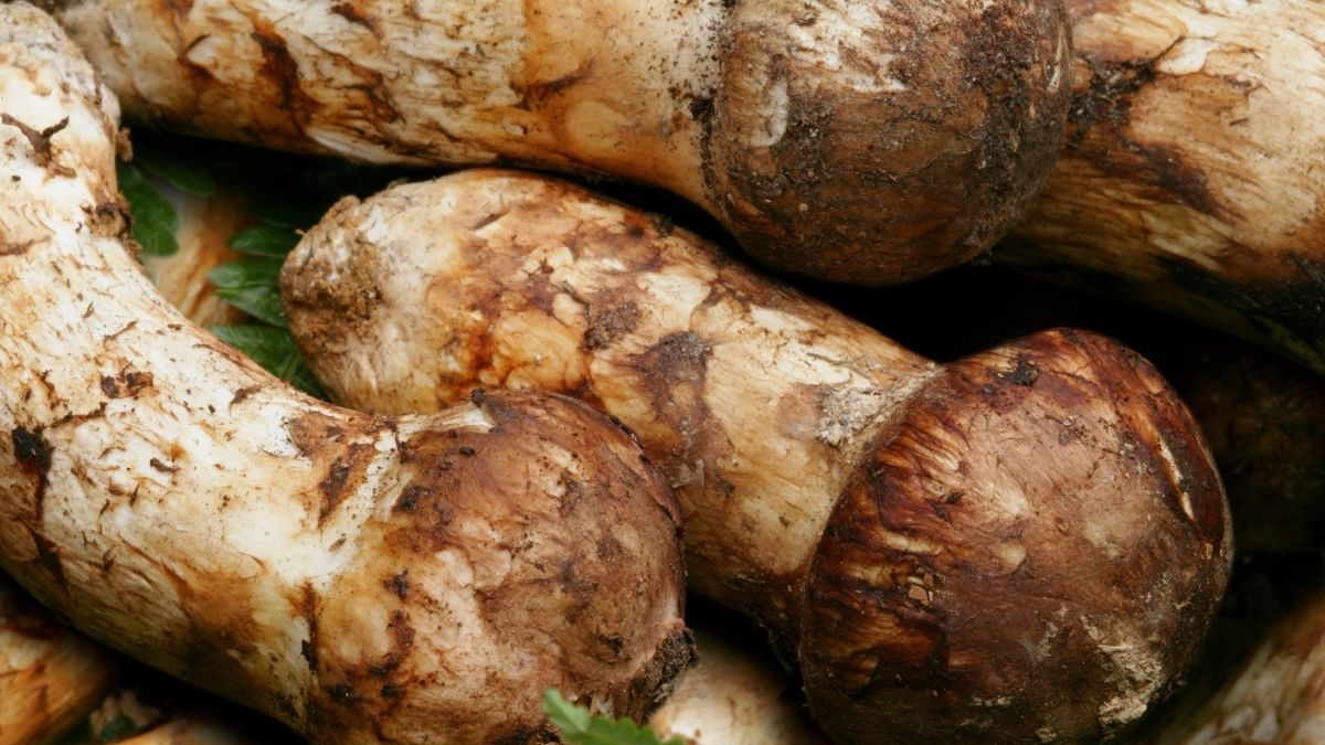 Gąska sosnowa w polskich lasach. Pierwsze takie znalezisko po 100 latach