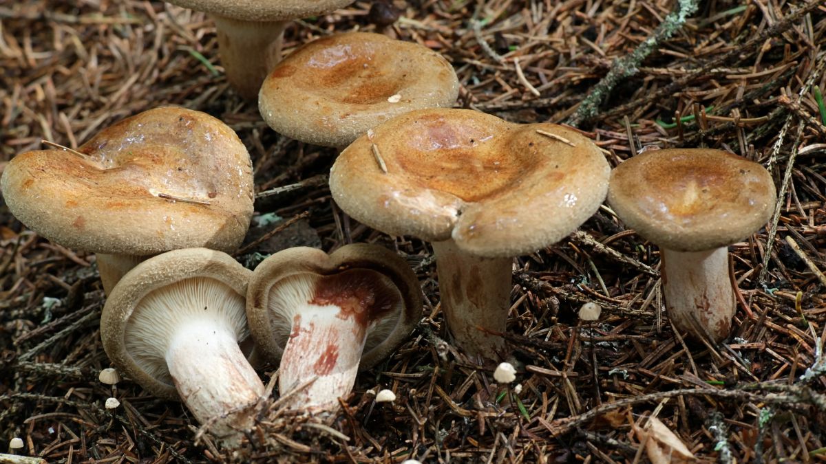 Olszówka znana jest także jako krowiak podwinięty