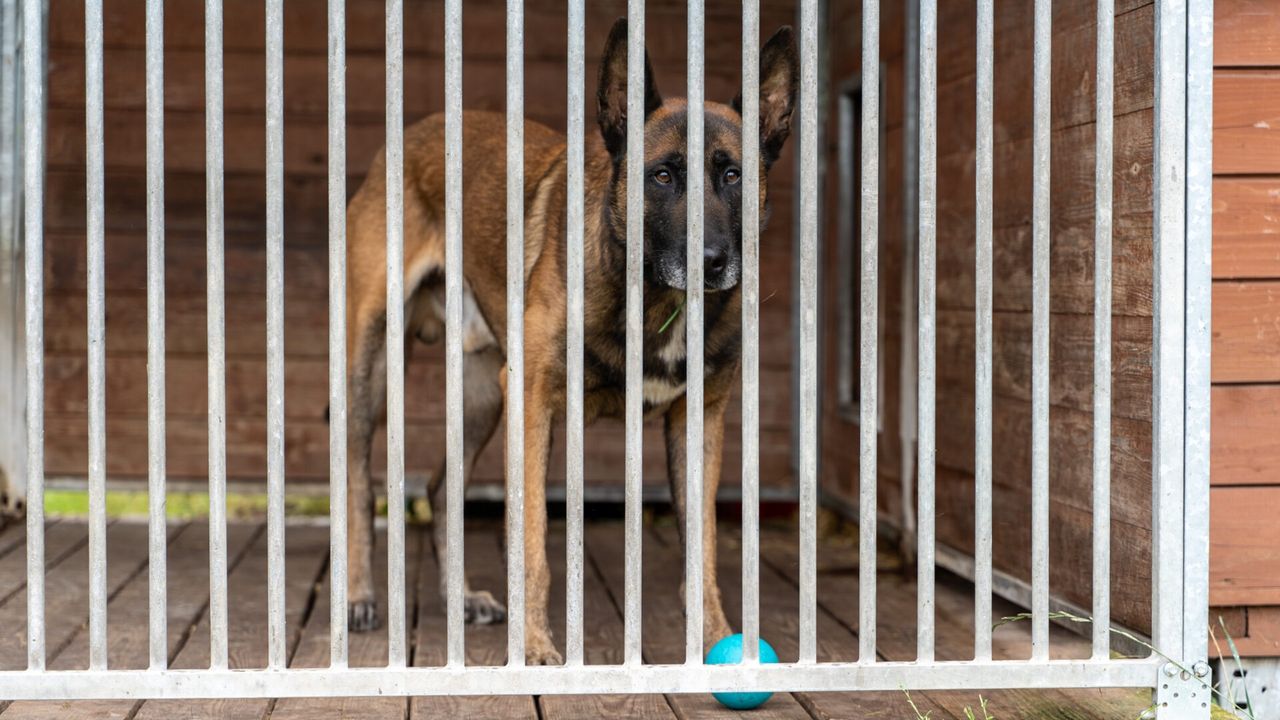 Pakszyn: Powstanie nowy dom dla czworonożnych weteranów