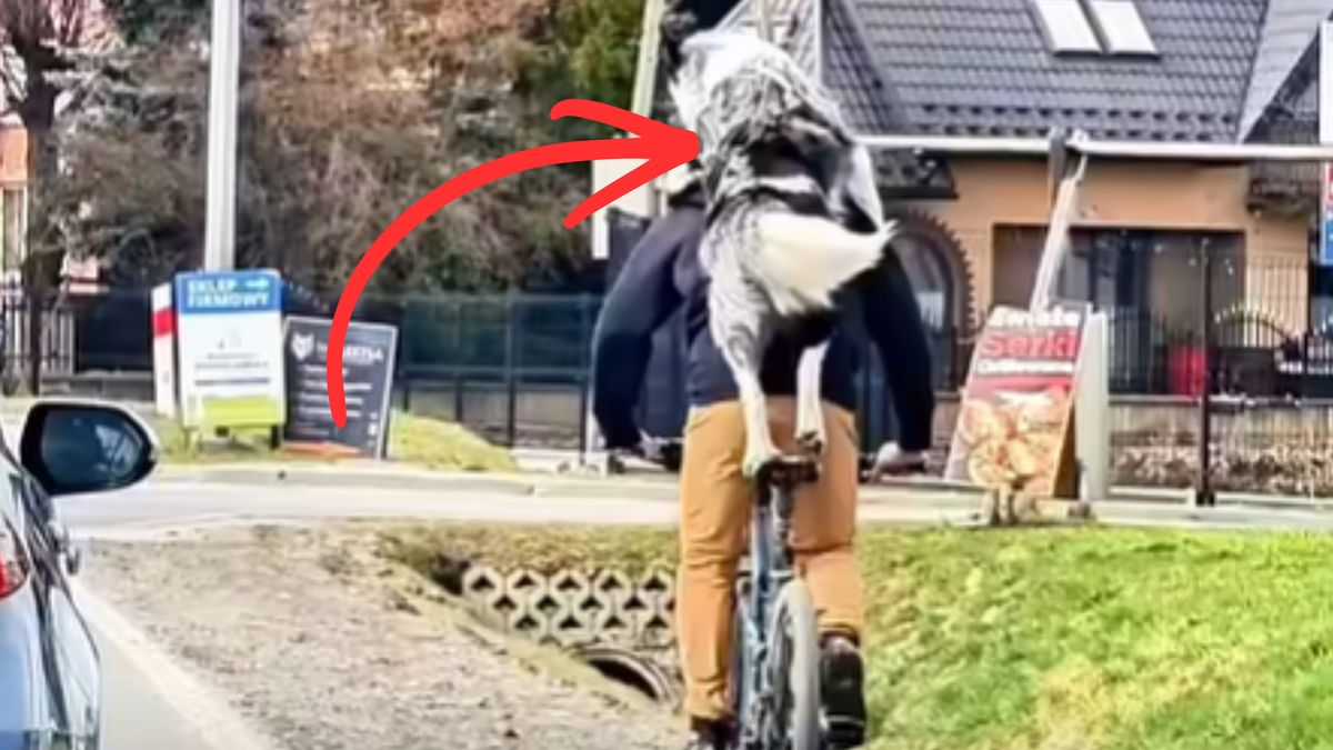 Jechał z psem na rowerze.