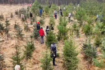 Można wyciąć własną choinkę. Leśnicy podali ceny