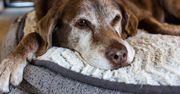 Ile ludzkich lat ma twój pies? Nie wszyscy wiedzą, jak to właściwie obliczyć