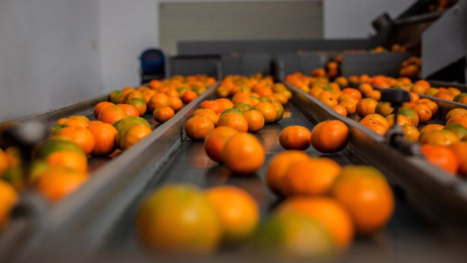 To może znajdować się na skórce cytrusów. Sprawdź, na co zwrócić uwagę