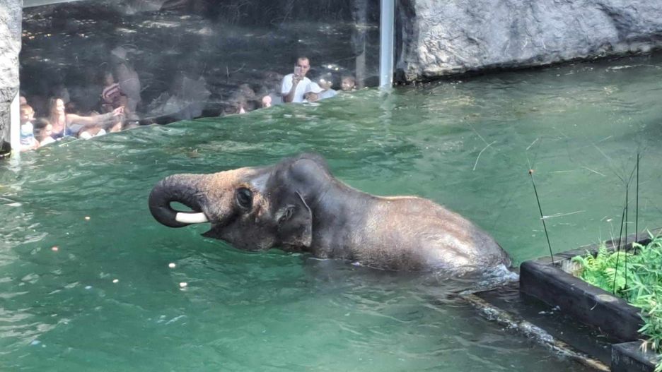 ZOO Łódź, kąpiel słoni
