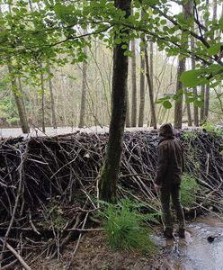 Zdjęcie z polskiego lasu. Aż przecierali oczy ze zdumienia