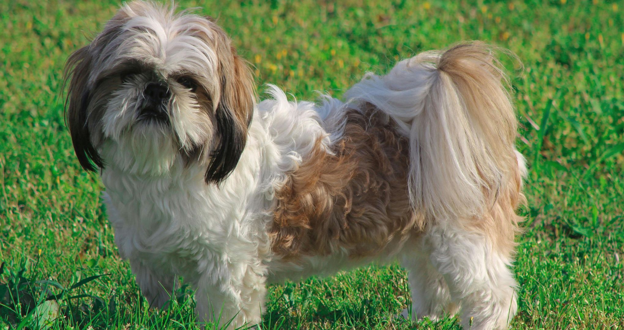 Shih tzu, rodzinny pies o umiarkowanej aktywności