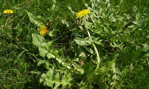 Spryskaj tym chwasty. "Wypali" je z trawnika. Nie trzeba pielić