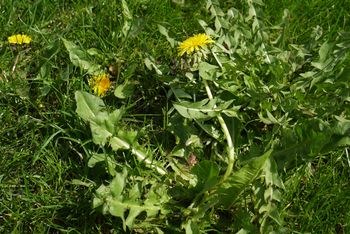 Spryskaj tym chwasty. "Wypali" je z trawnika. Nie trzeba pielić