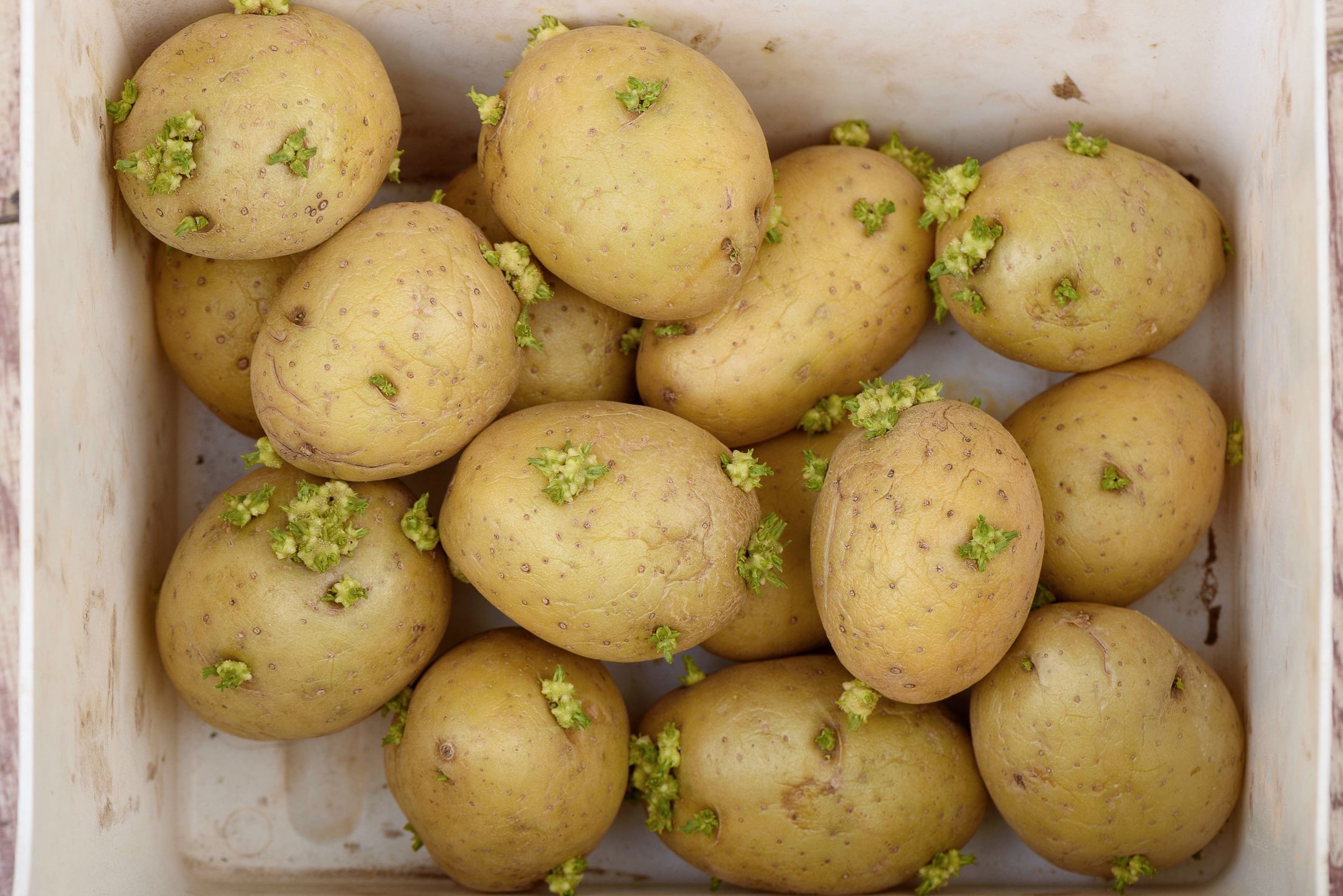 Ziemniaki