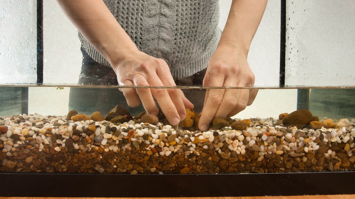 Rybki w domu: od czego zacząć? Niezbędnik początkującego akwarysty 1