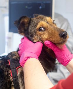 500 złotych kary za niedopełnienie obowiązku. GIS upomina właścicieli zwierząt