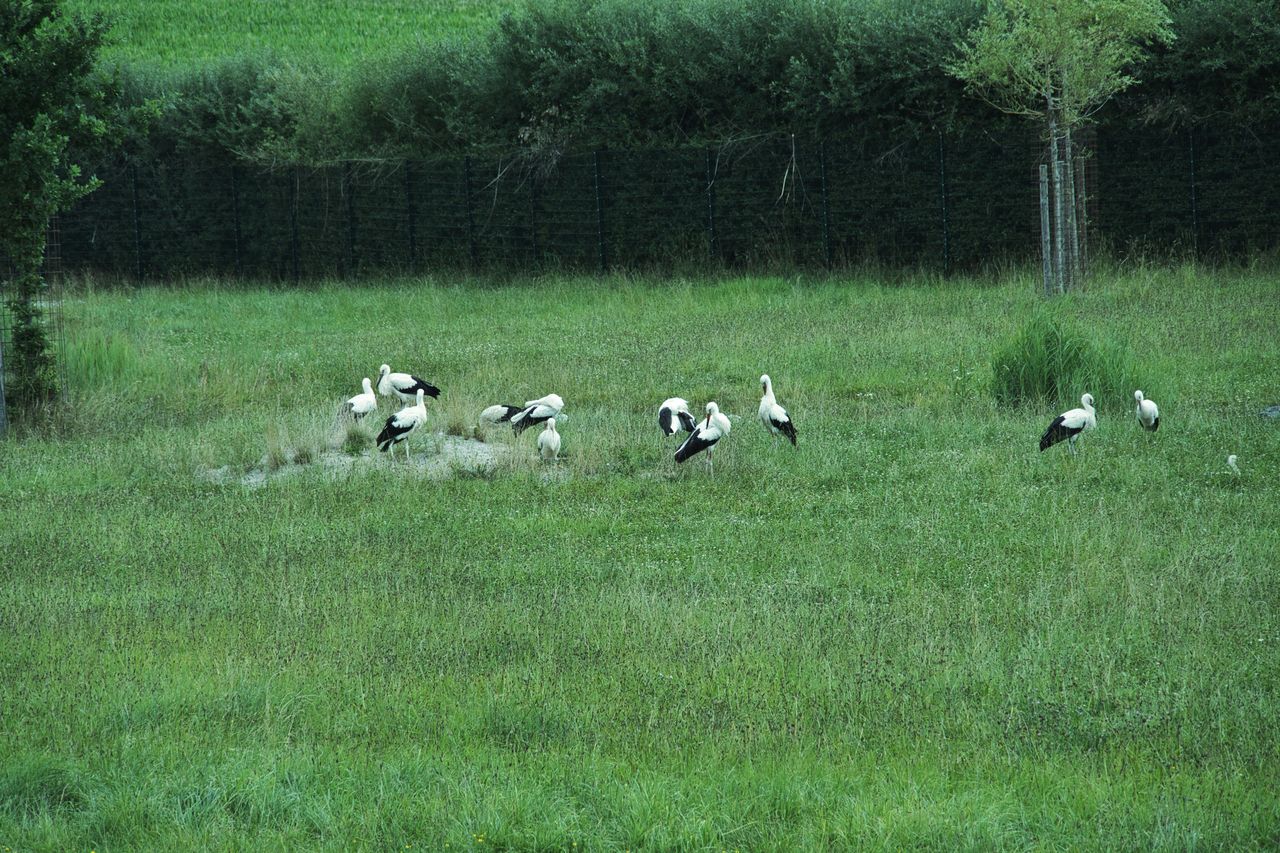 Stork invasion causes havoc in Hohenfels, community debates solutions