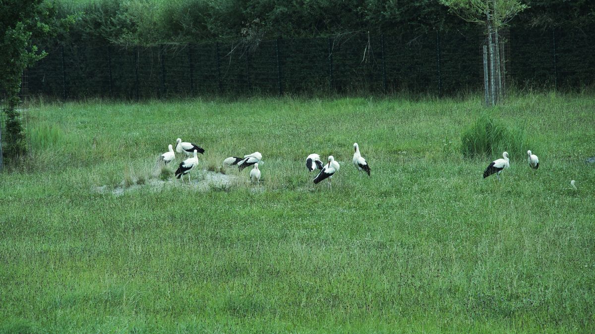 Bociany dają się we znaki Niemcom
