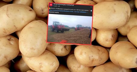 Wysypał 150 ton ziemniaków. Rolnik rozdaje je za darmo