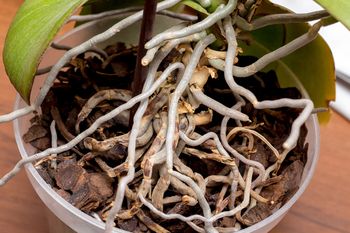 Kup w aptece i spryskaj korzenie. Storczyk wystrzeli nowymi kwiatami