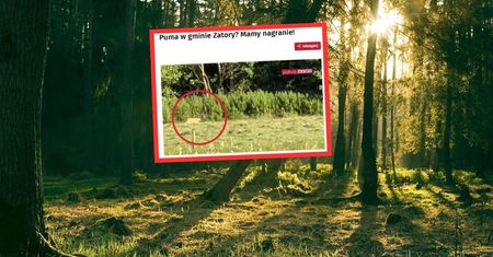Kolejna puma. Pojawiła się na skraju lasu. Poruszenie na Mazowszu