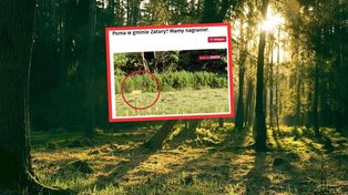 Kolejna puma. Pojawiła się na skraju lasu. Poruszenie na Mazowszu