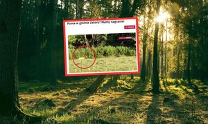 Kolejna puma. Pojawiła się na skraju lasu. Poruszenie na Mazowszu