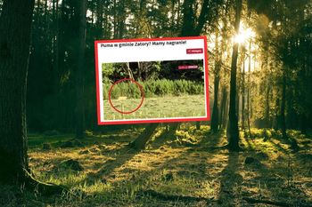 Kolejna puma. Pojawiła się na skraju lasu. Poruszenie na Mazowszu