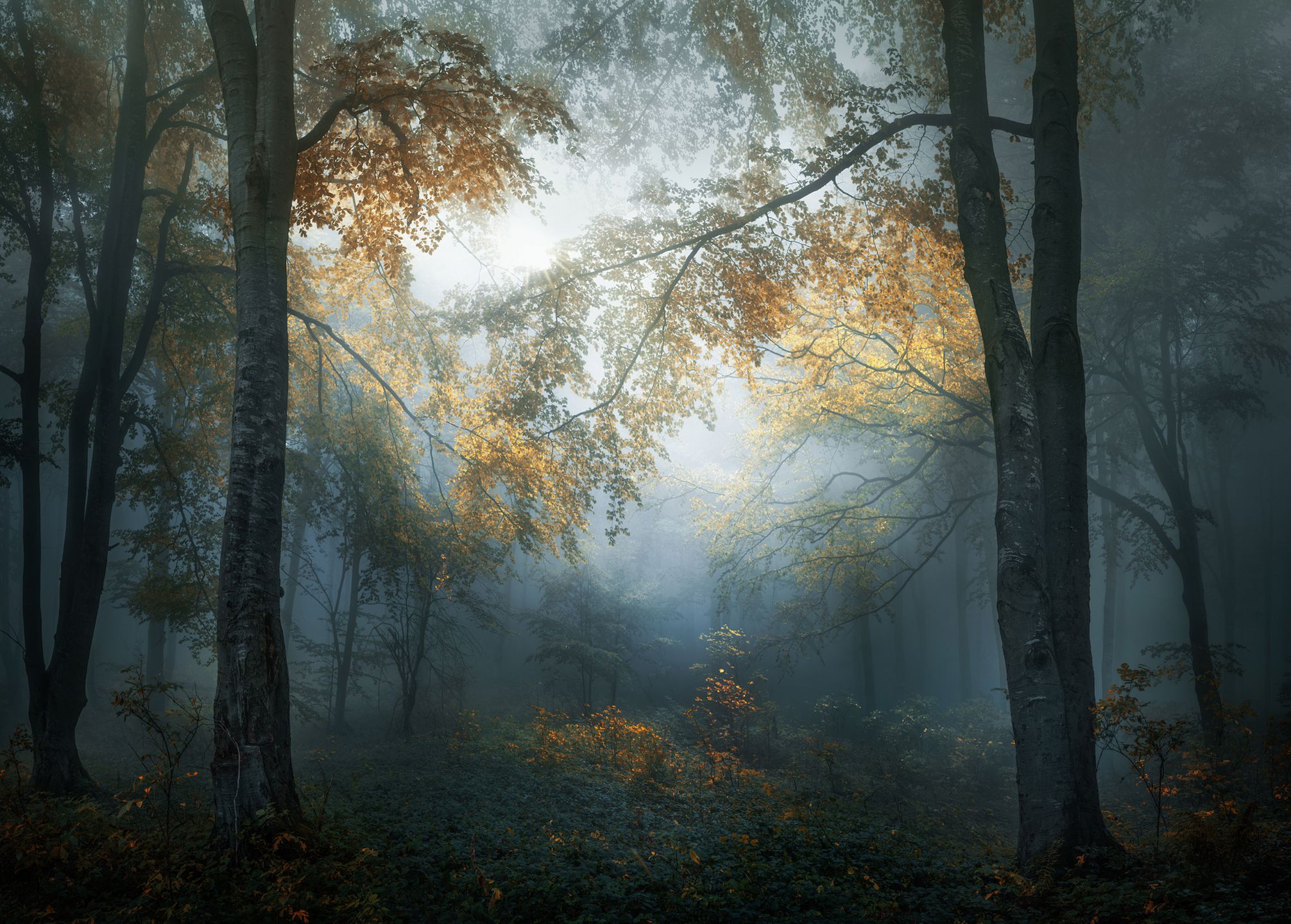 Znamy zwycięzców sekcji Open na Sony World Photography Awards 2018. Justyna Zduńczyk z dwoma nagrodami 2