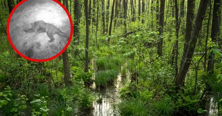Niedźwiedź na Podlasiu. Sensacja czy nowa codzienność?