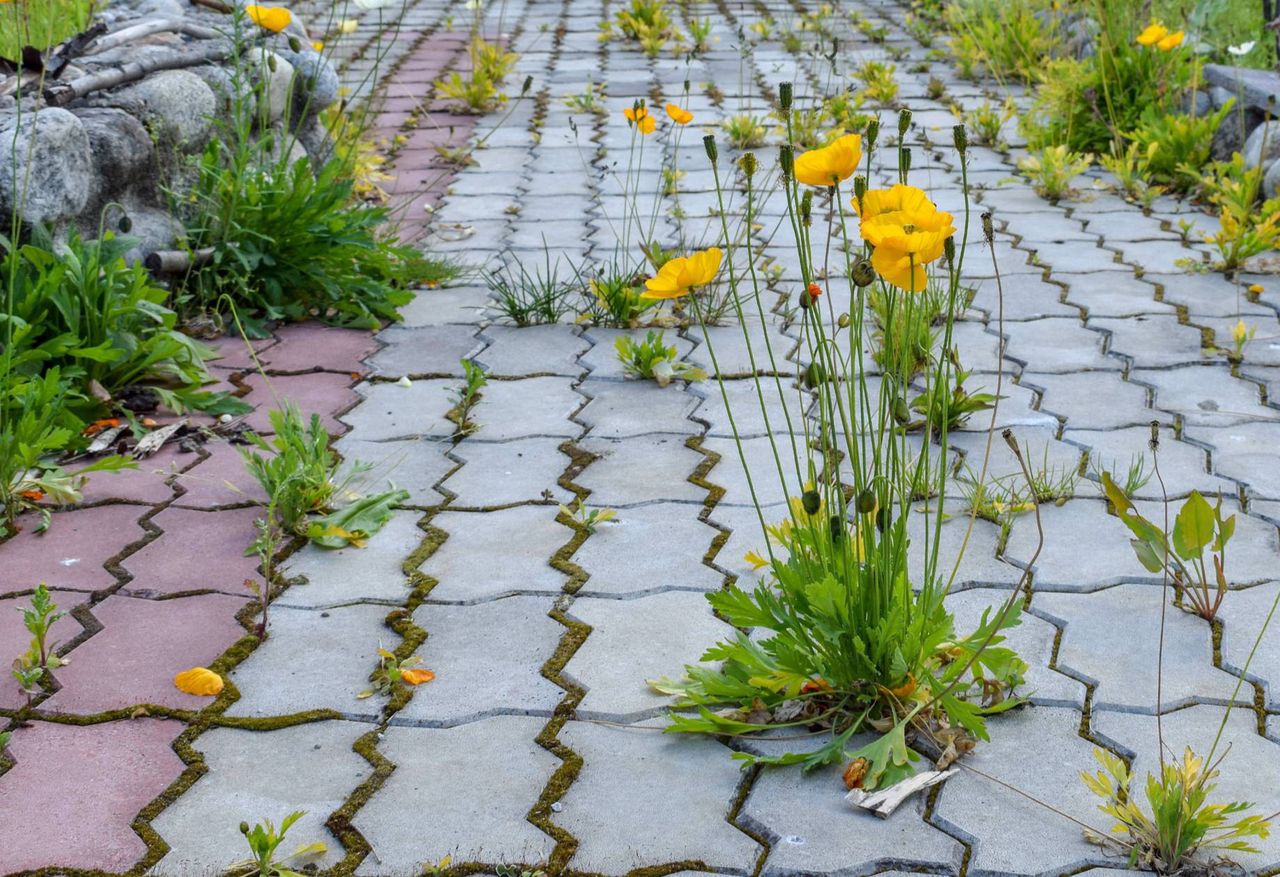 Weeds on the cobblestone are a real nuisance