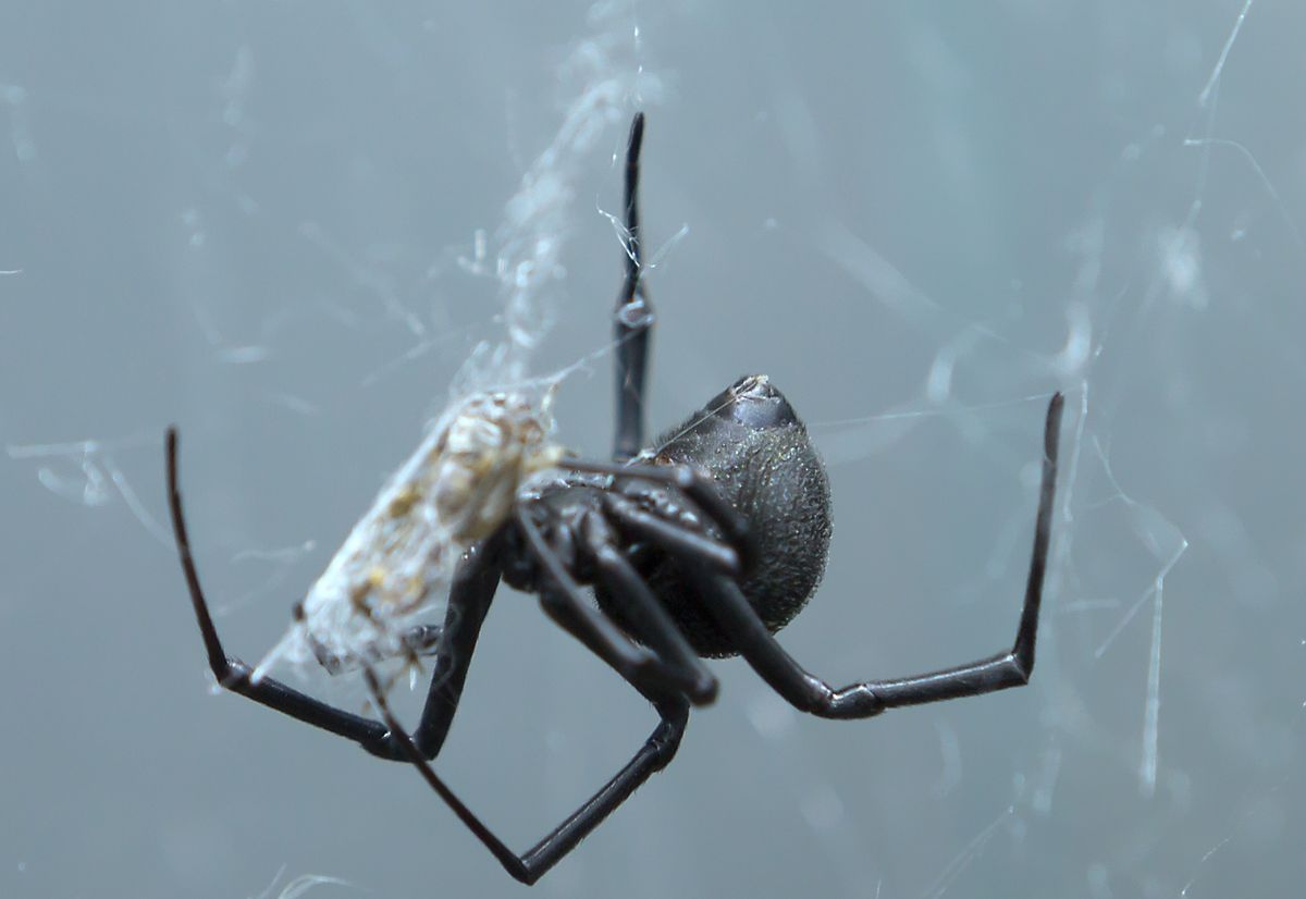 Spotkanie z tym pająkiem może się wyjątkowo źle skończyć 