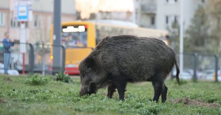 Atak dzika w Warszawie. Mężczyzna trafił do szpitala