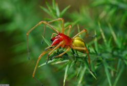 Kolczak zbrojny - jeden z najbardziej jadowitych pająków w Polsce. Objawy ukąszenia
