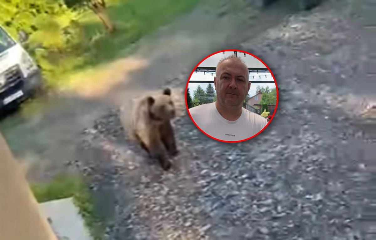 Niedźwiedź nęka człowieka. Dramat w Bieszczadach. "To nie jest życie"