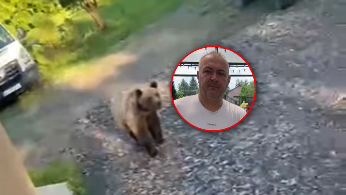 Krzysztof Dębiński jest nękany przez niedźwiedzie.